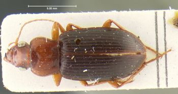 Media type: image;   Entomology 32990 Aspect: habitus dorsal view